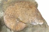 Fossil Ammonites (Sphenodiscus & Jeletzkytes) - South Dakota #189325-1